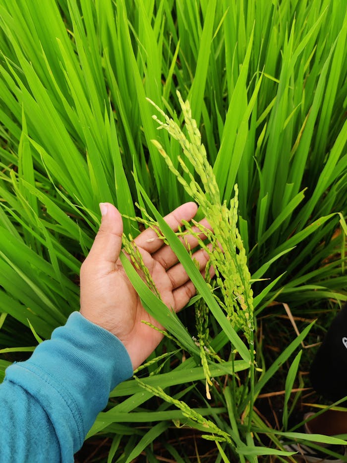 Close-up of hand holding a rice plant in a lush green paddy field in Tanti Gaon, India.