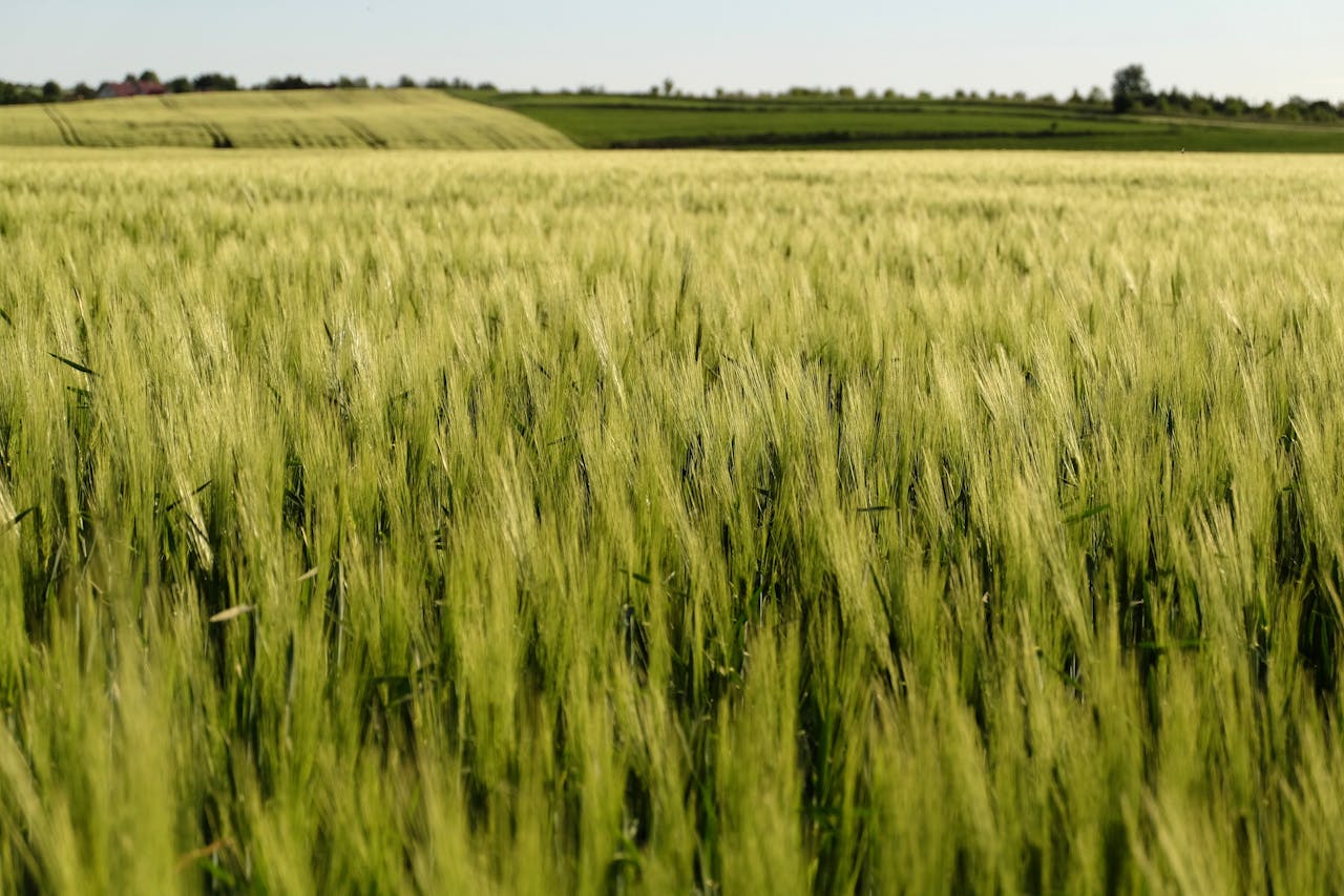 lush-green-wheat-field-under-clear-blue-sky-32929636
