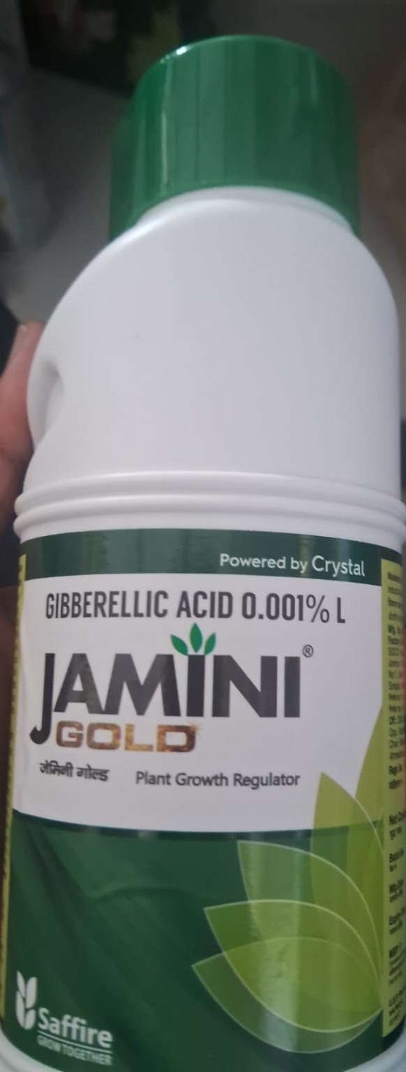 Saffire Jamini Gold